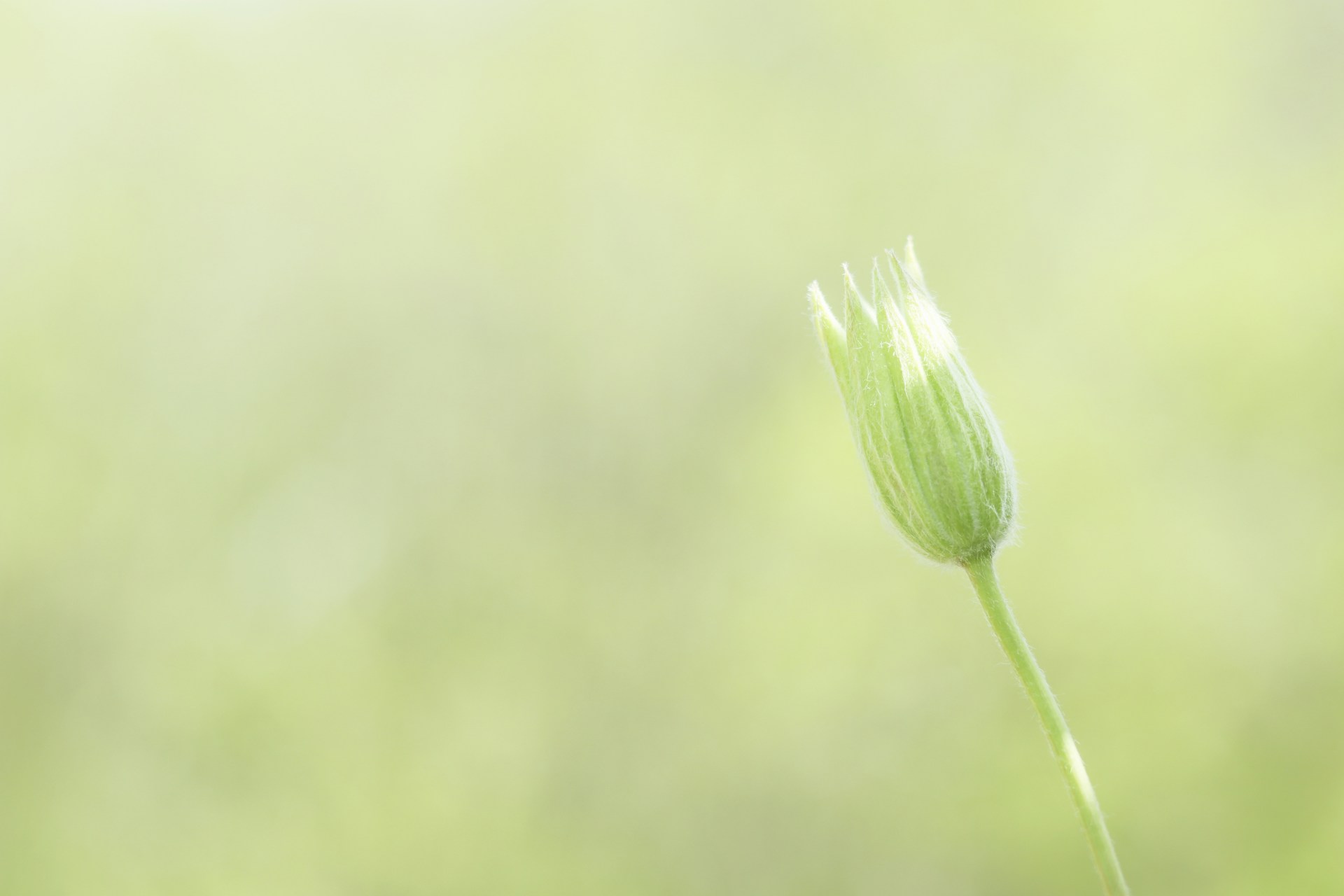 green flower bud in close up photography