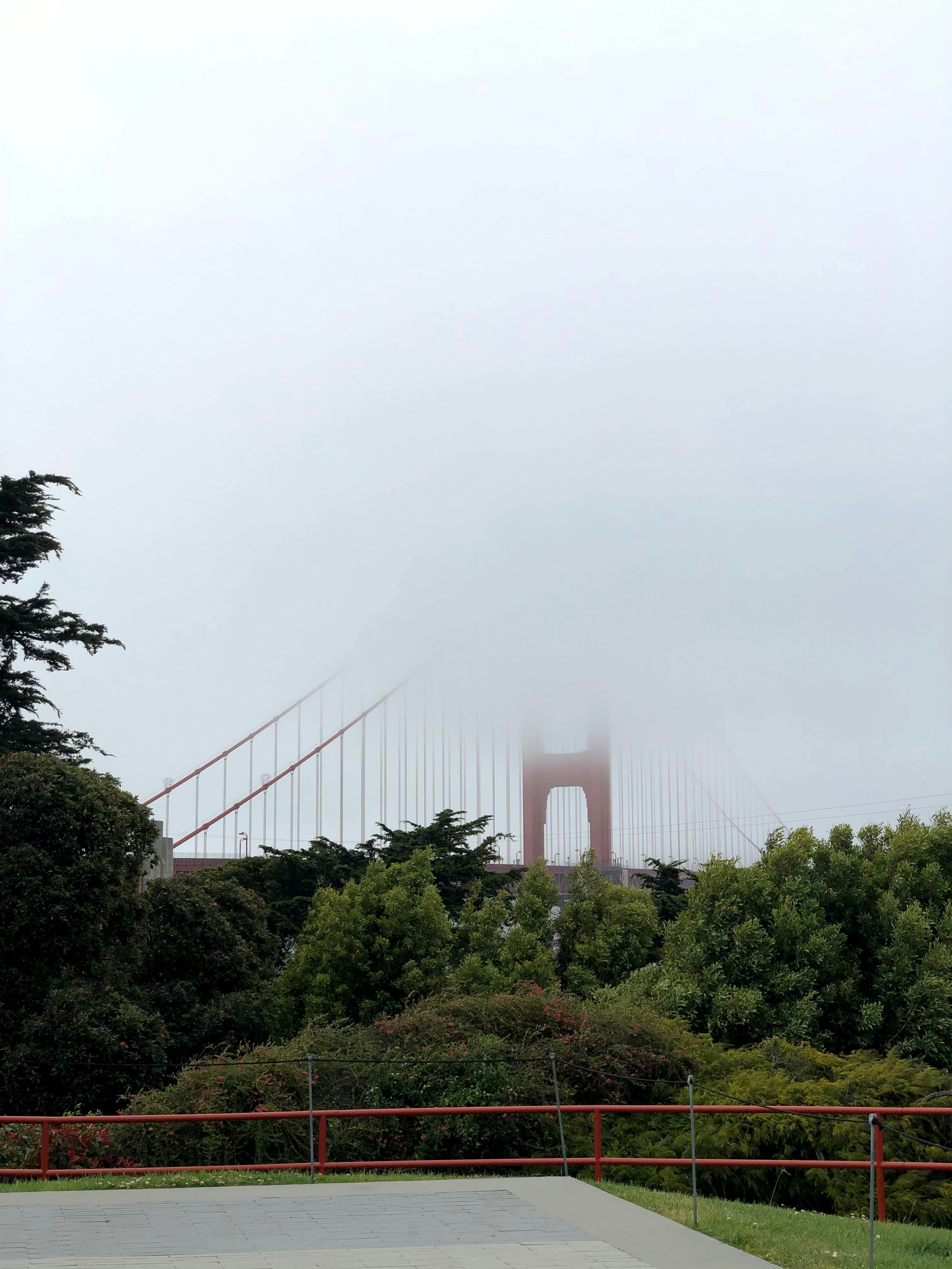 Des arbres verts sous un ciel blanc pendant la journée