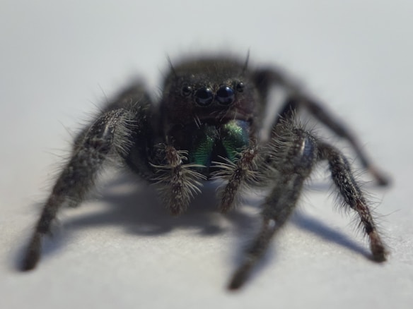 A detailed close-up of a spider with fine hair covering its legs and body. The spider has shiny black eyes, and its body displays shades of dark green along with dark brown or black. A neutral, soft background highlights the spider's intricate details.