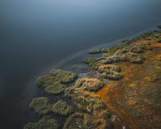 An aerial view of a shoreline with patches of greenery extending into the water. The image captures the boundary where land meets water, with various shades of green and brown vegetation creating a textured landscape.