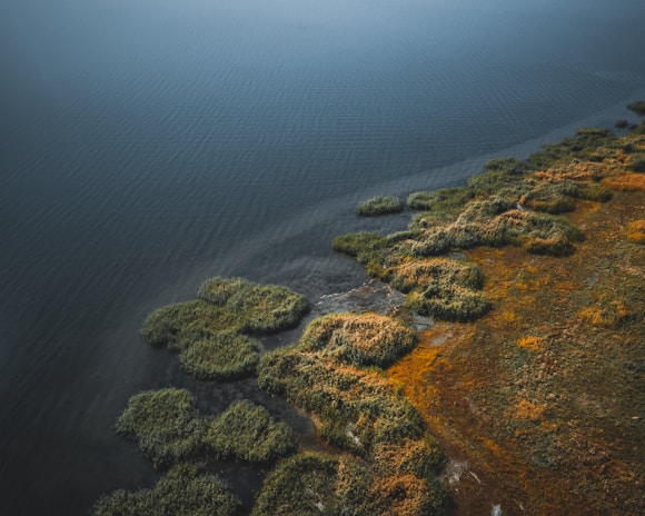 An aerial view of a shoreline with patches of greenery extending into the water. The image captures the boundary where land meets water, with various shades of green and brown vegetation creating a textured landscape.