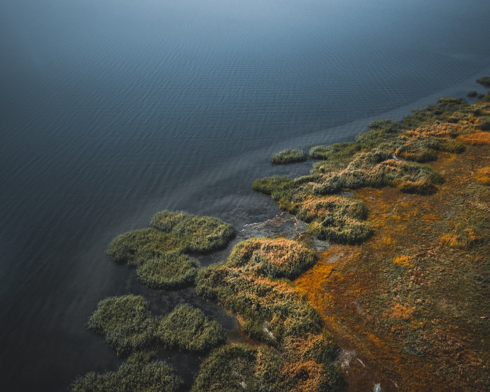 green and brown moss on rock formation beside body of water