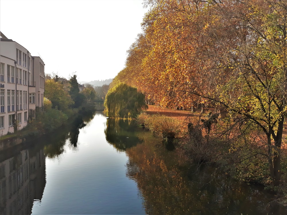 body of water between trees during daytime