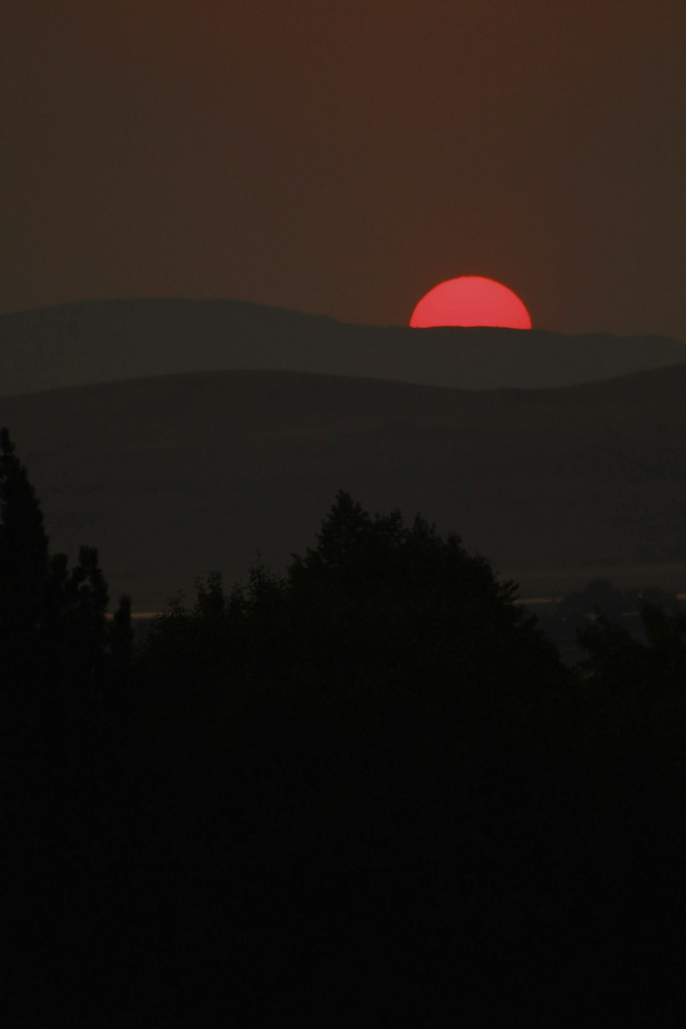 silhouette of trees during sunset