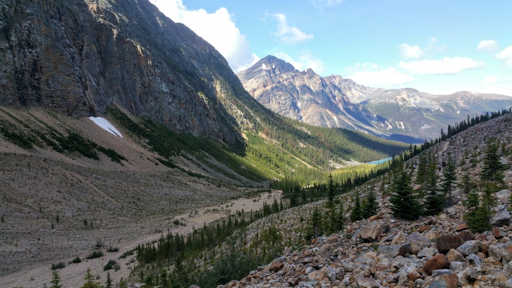 green trees on rocky mountain during daytime