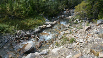 Clear, flowing water of a Waiakalua stream surrounded by vibrant greenery.