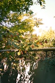 Sunlight filtering through leaves onto a rustic metal garden sign and surrounding plants.
