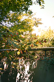 Sunlight filtering through leaves onto a colorful display of garden gloves, spades, and watering cans.