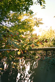 Sunlight filtering through the leaves over a quiet corner of U.S. Society Phase 2.