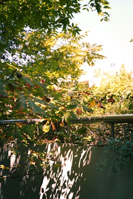Sunlight filtering through leaves onto a rustic metal garden sign and surrounding plants.