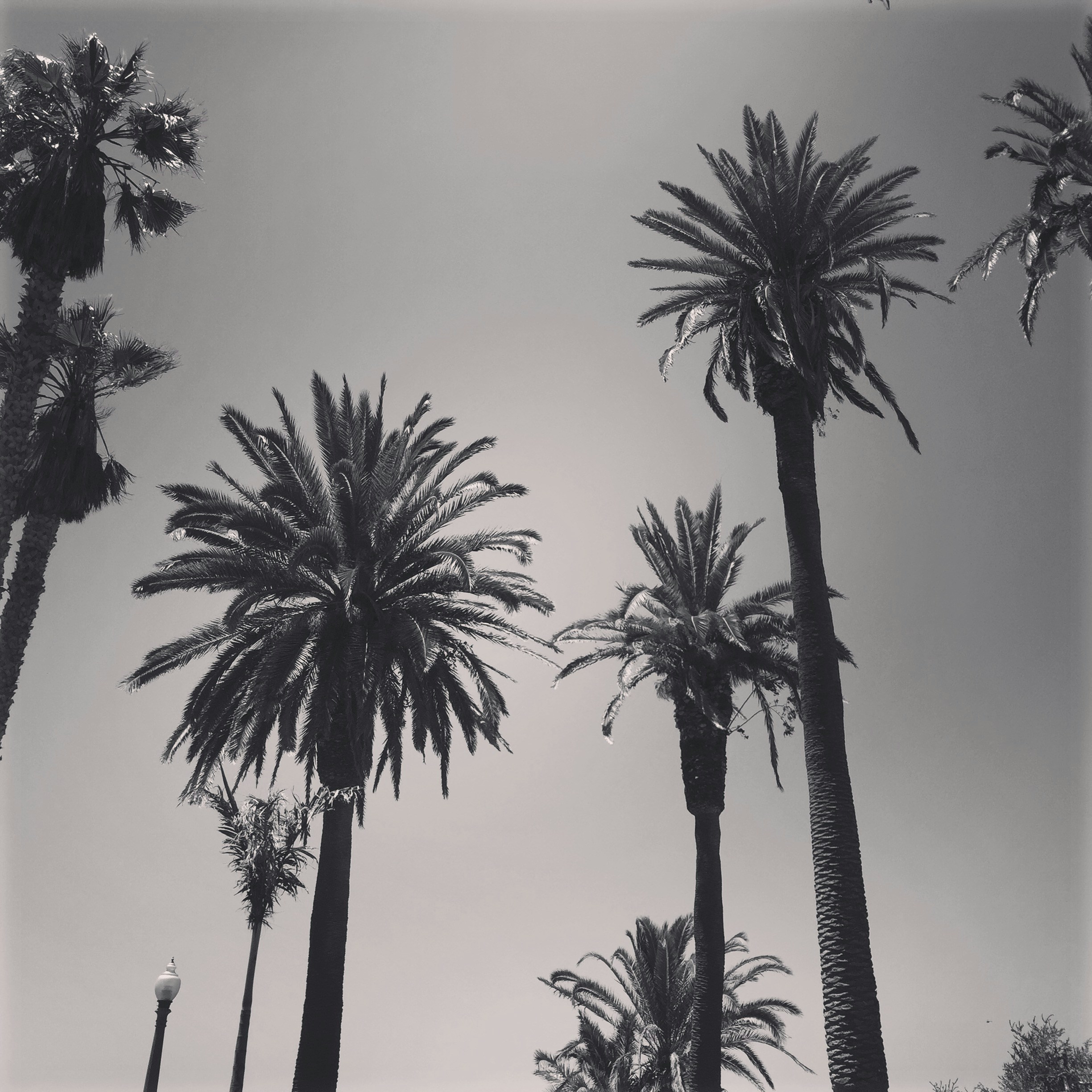 silhouette of palm trees during daytime