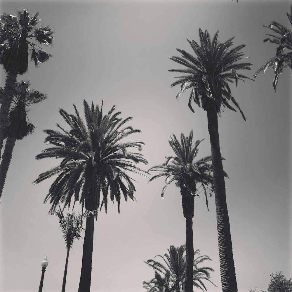 silhouette of palm trees during daytime