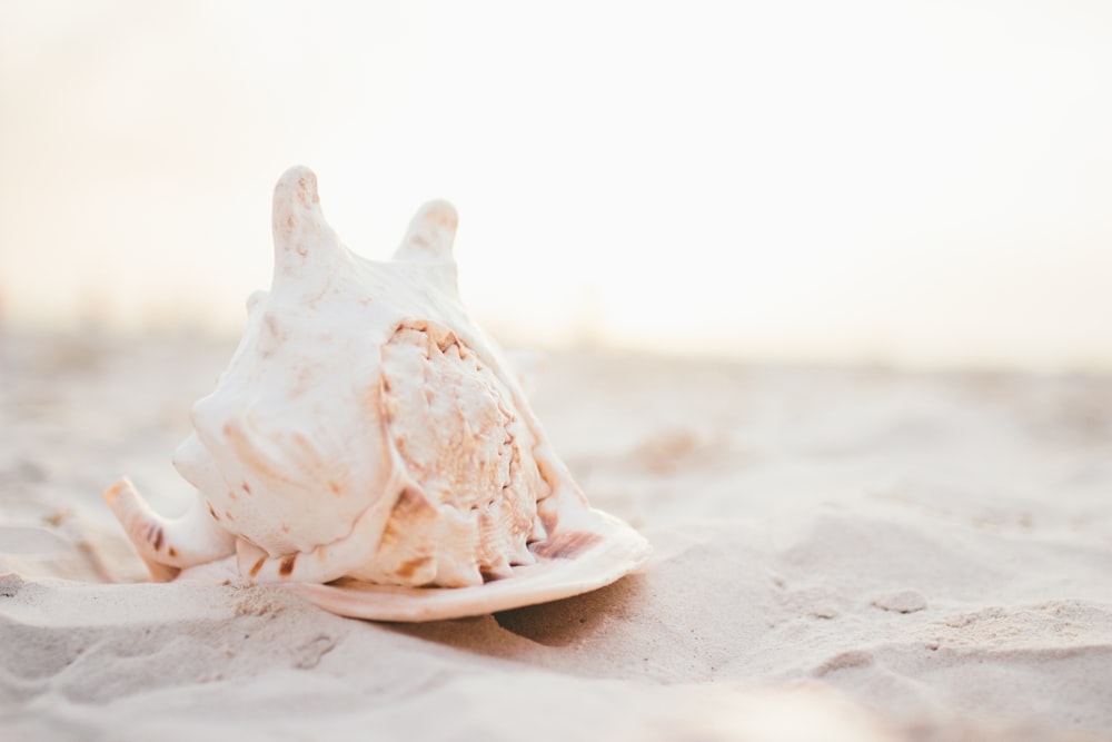 white seashell on white sand