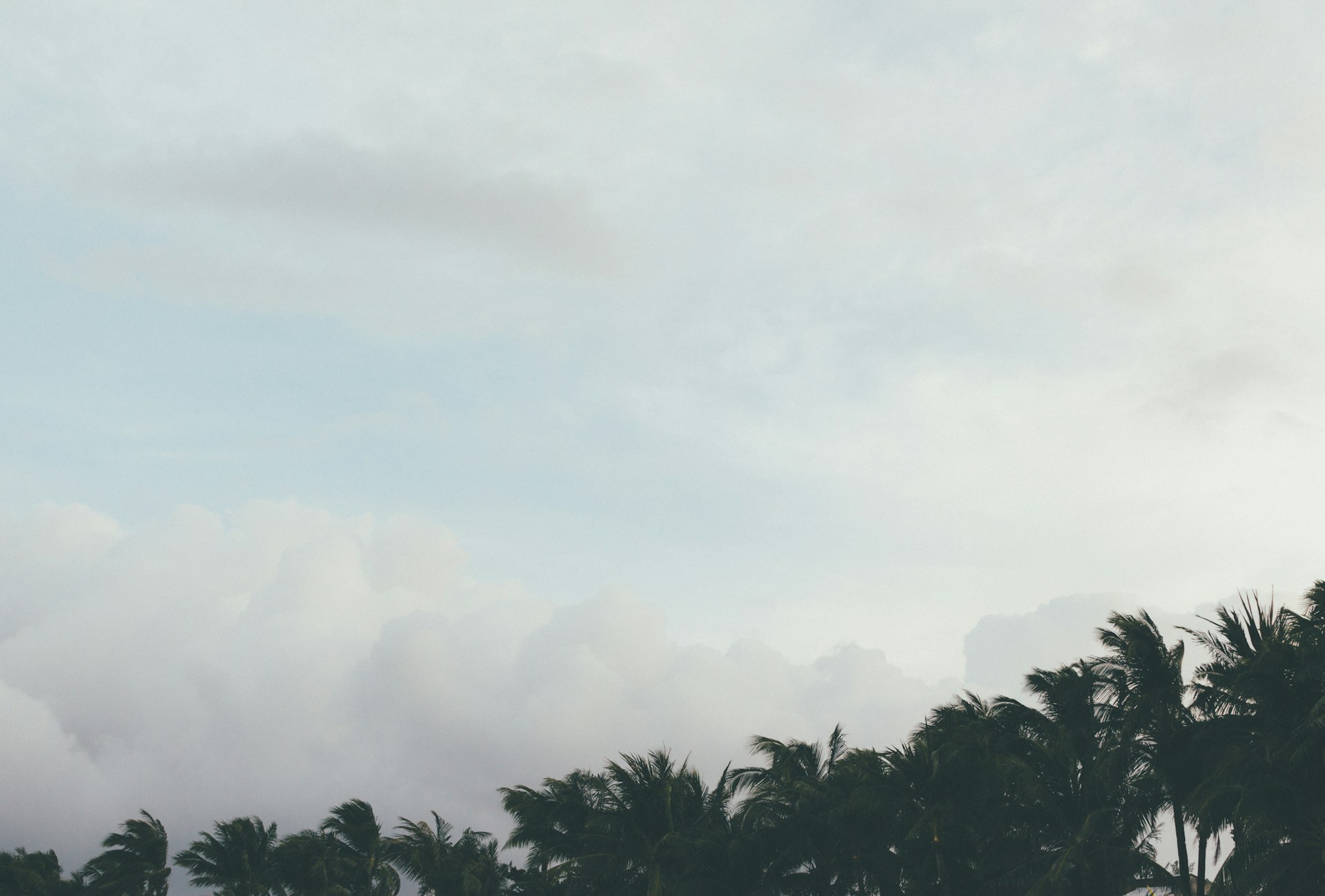 green trees under white clouds