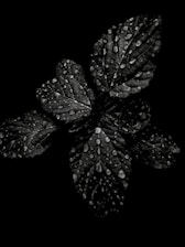 Dark leaves covered with droplets of water, creating a rich and textured look. The well-defined veins of the leaves are highlighted by the glistening water against the deep black background.