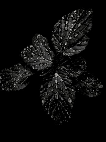 Dark leaves covered with droplets of water, creating a rich and textured look. The well-defined veins of the leaves are highlighted by the glistening water against the deep black background.