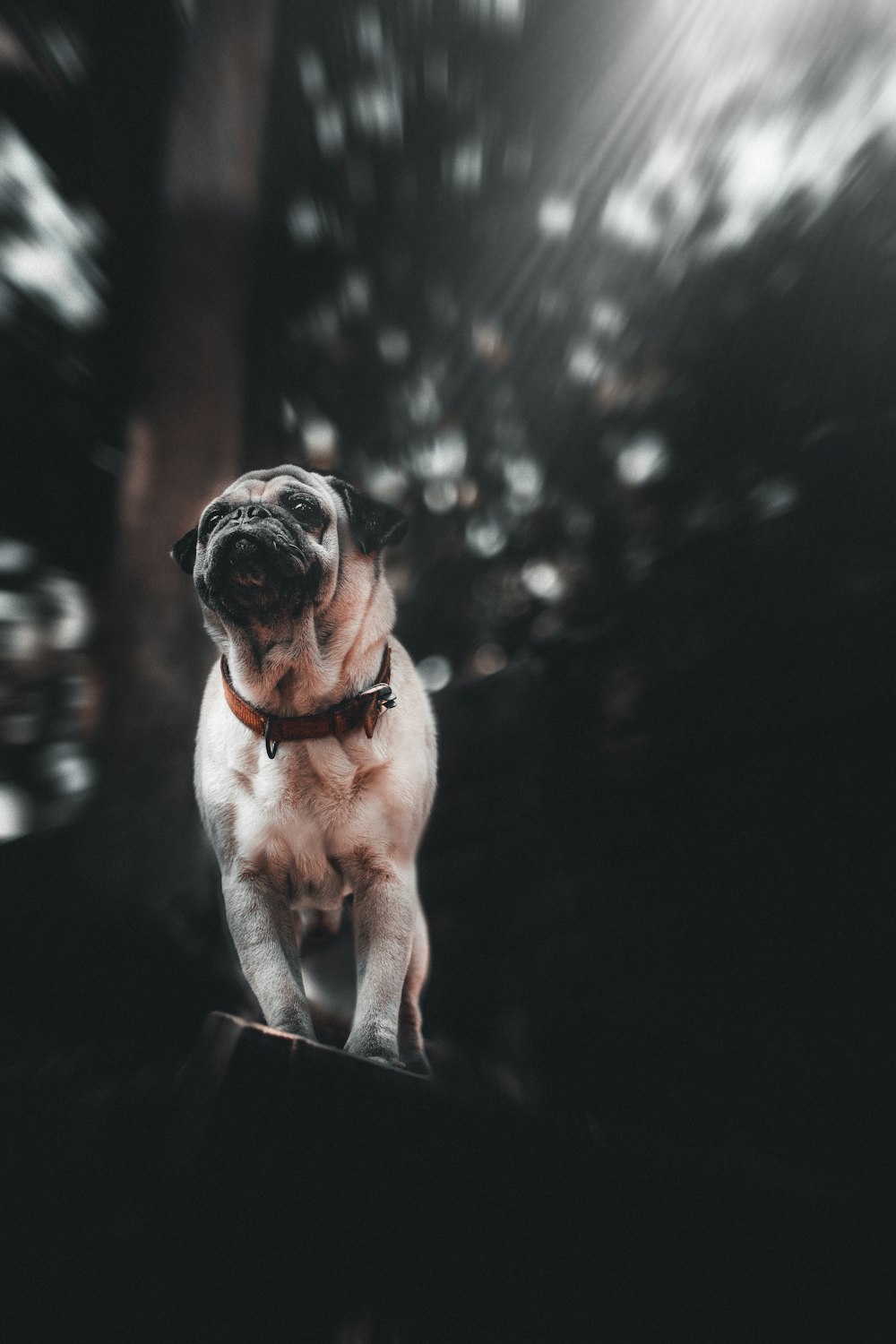 fawn pug on black wooden table