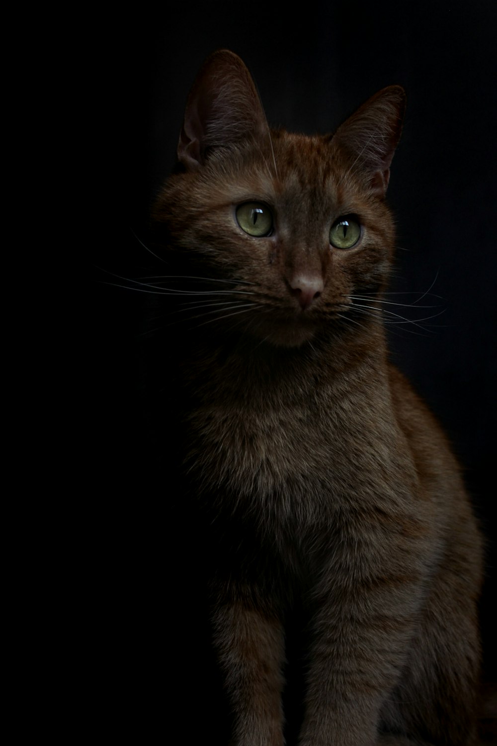 brown cat with black background