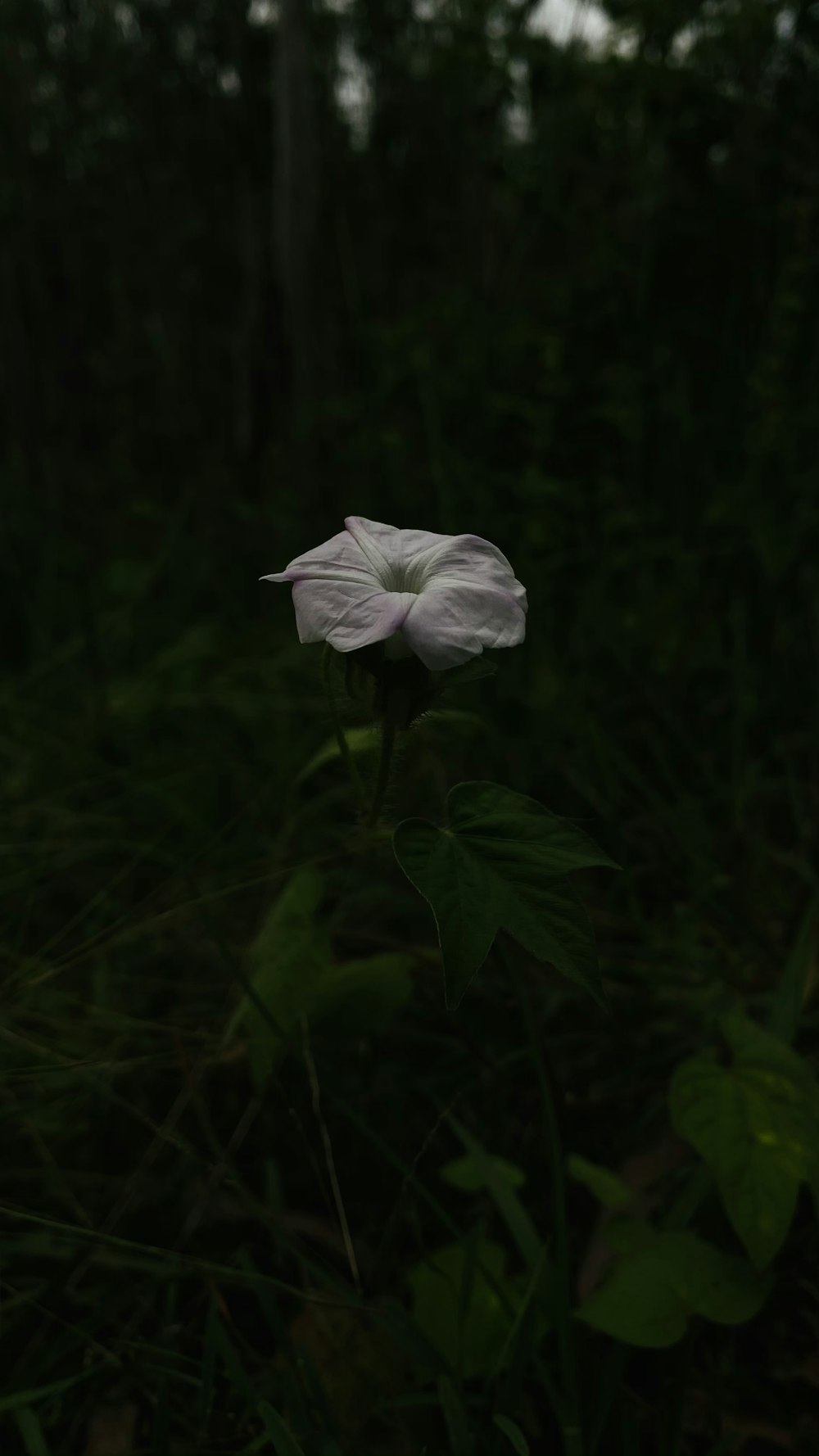 white flower in the middle of green plants