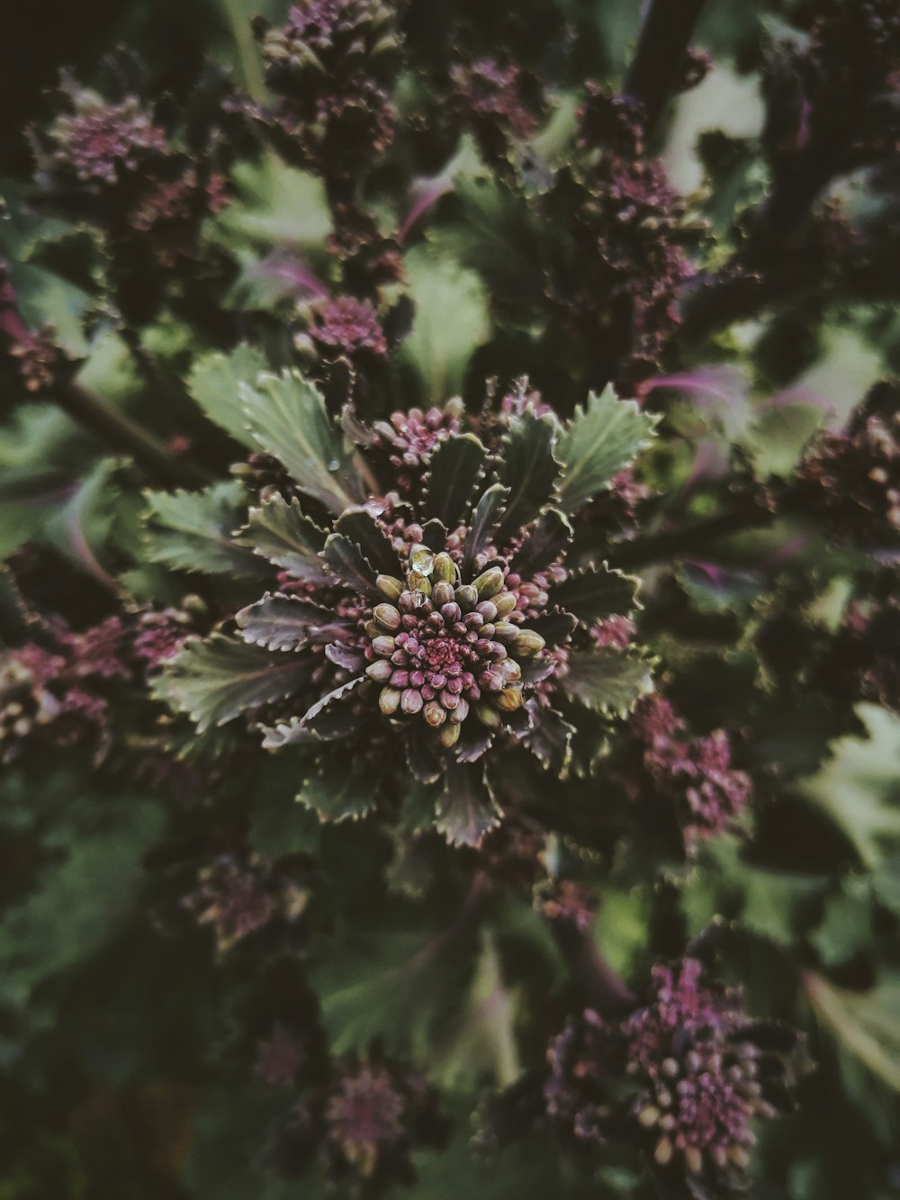 purple flowers with green leaves