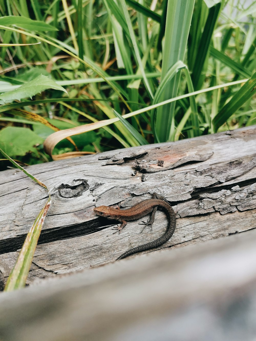 brown and black lizard on brown wooden log