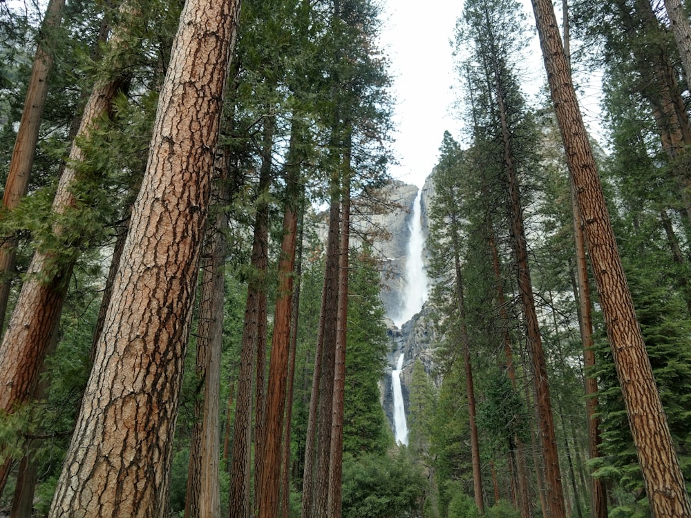 brown trees with green leaves during daytime