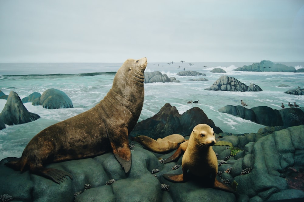 sea lion on rocky shore during daytime