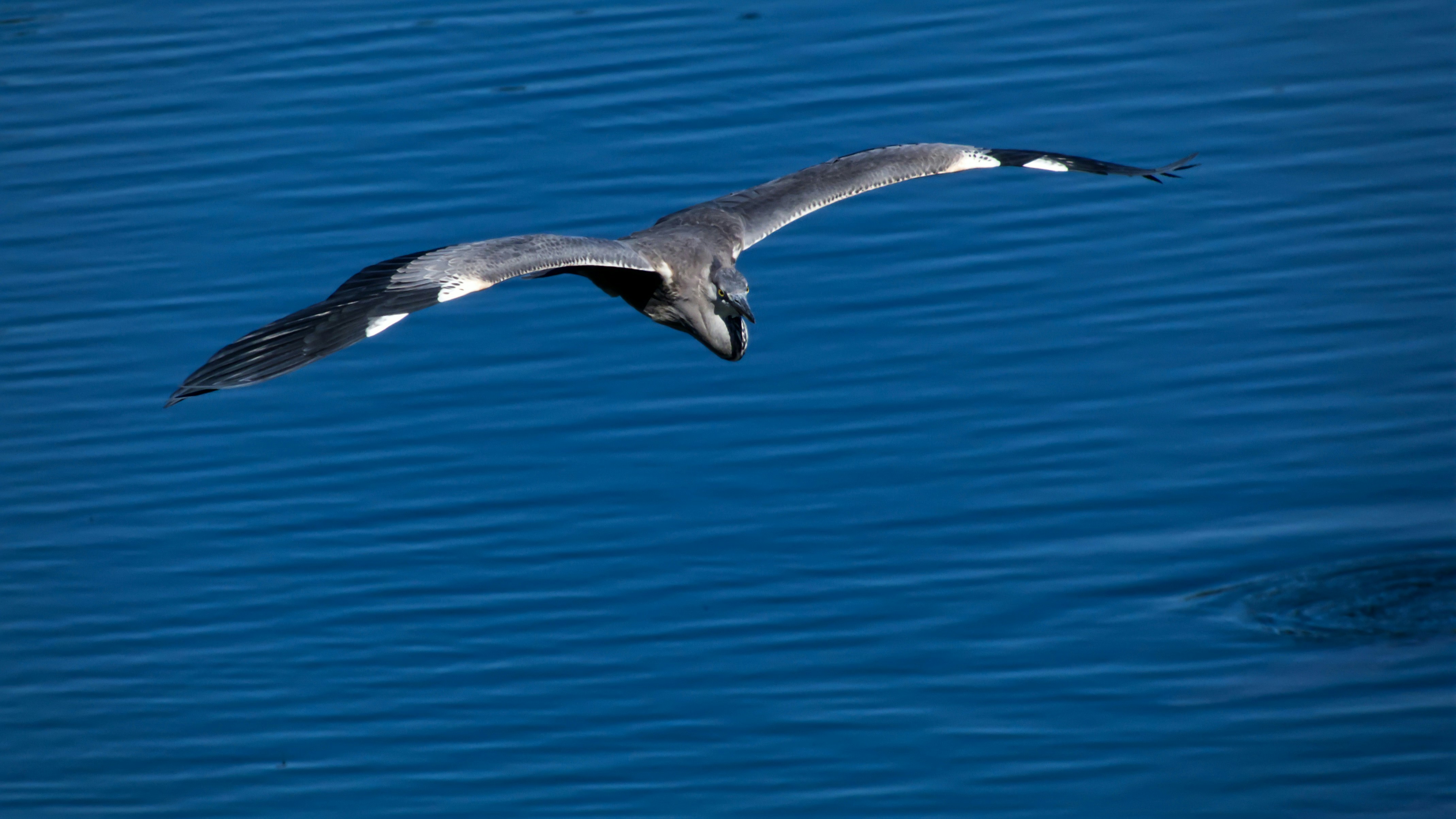 Photo by chris_papaux