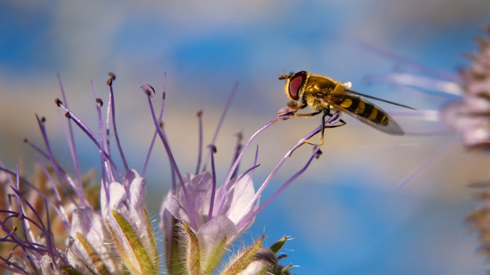 yellow and black insect on purple flower