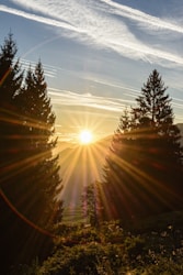 sun setting over green trees
