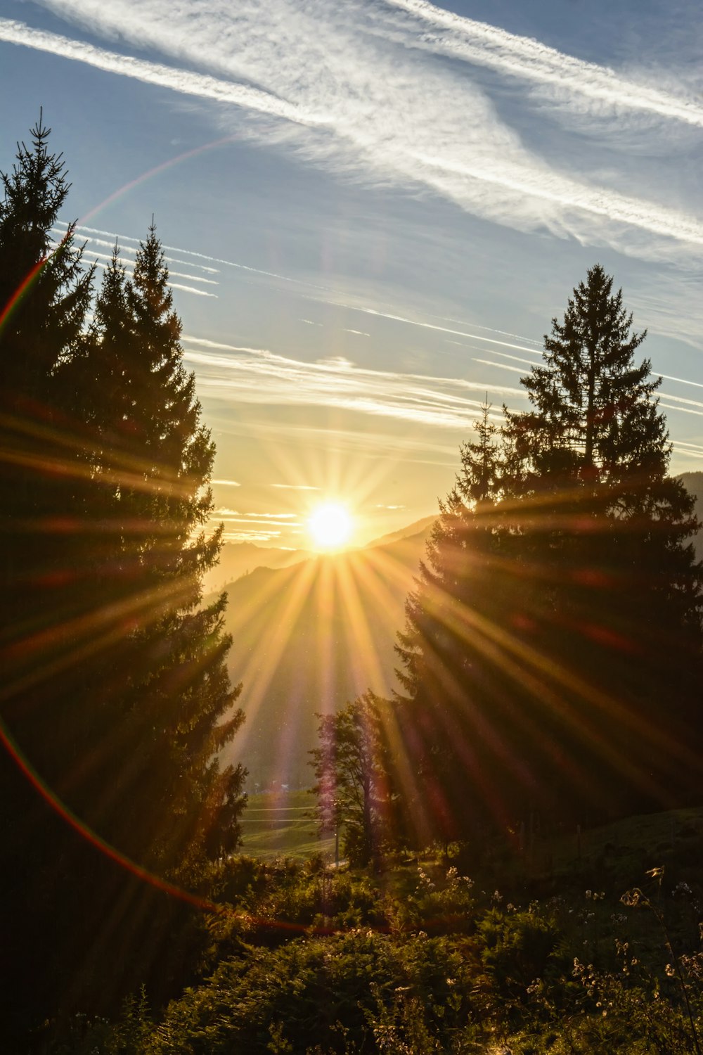 sun setting over green trees