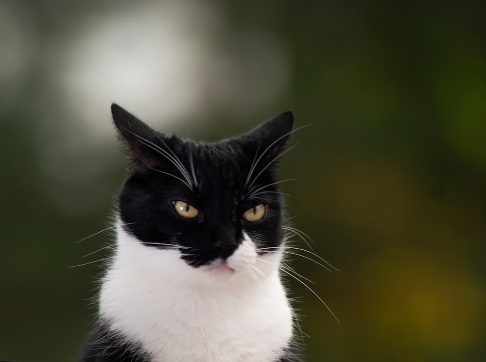 gato preto e branco na lente tilt shift