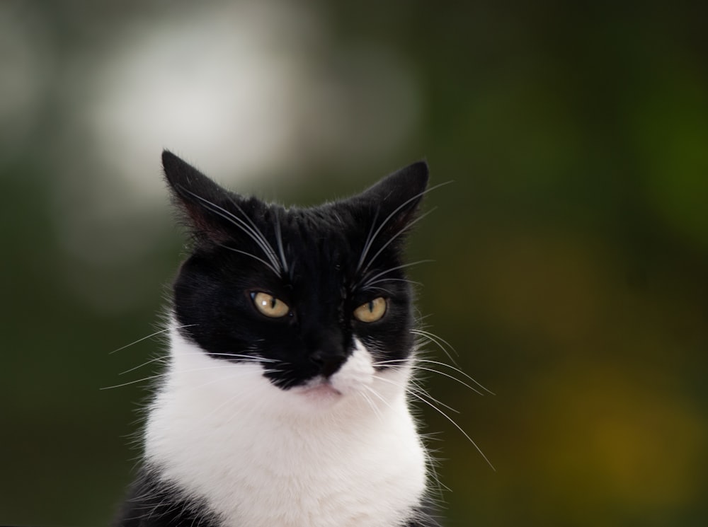 Angry Cat Pictures  Download Free Images on Unsplash