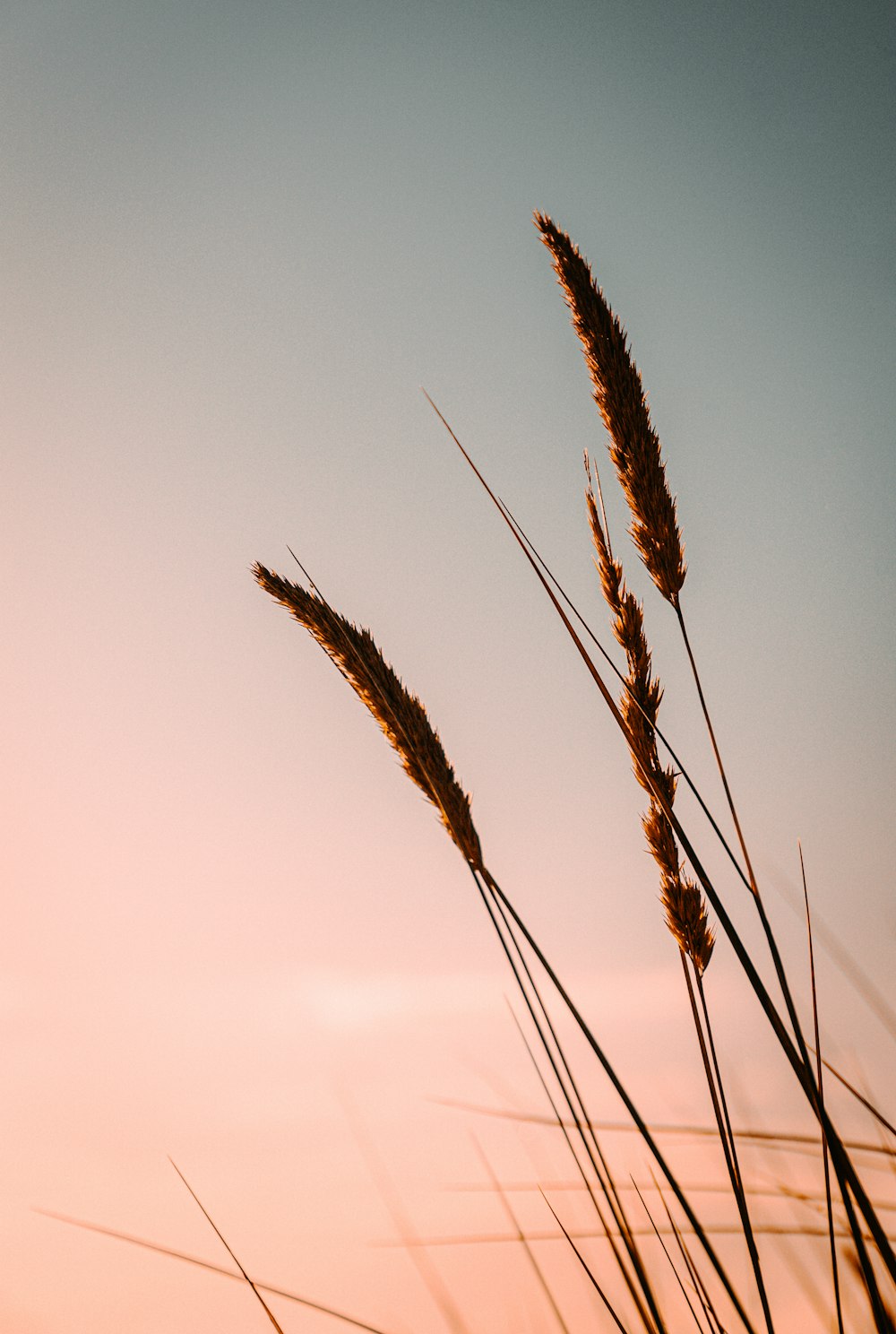 brown wheat field during daytime