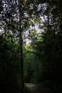 A dense forest path is enveloped by tall trees with thick, dark green foliage. Sunlight filters through the canopy, creating a dappled light effect on the forest floor. The trail appears narrow and slightly overgrown, suggesting minimal human intrusion.