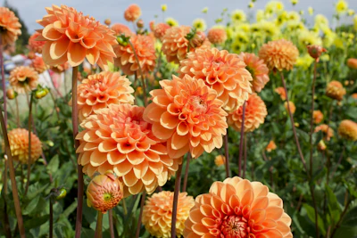 Dahlia Flower India — Winter Spectacular Bloom Complete Guide