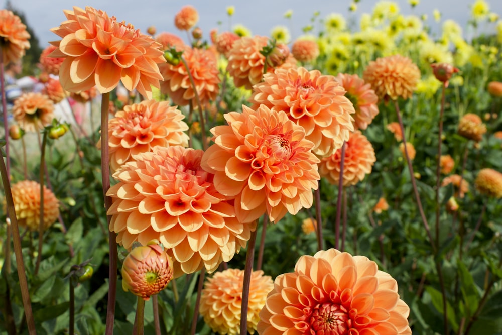 Flores rosadas en lente de desplazamiento inclinable