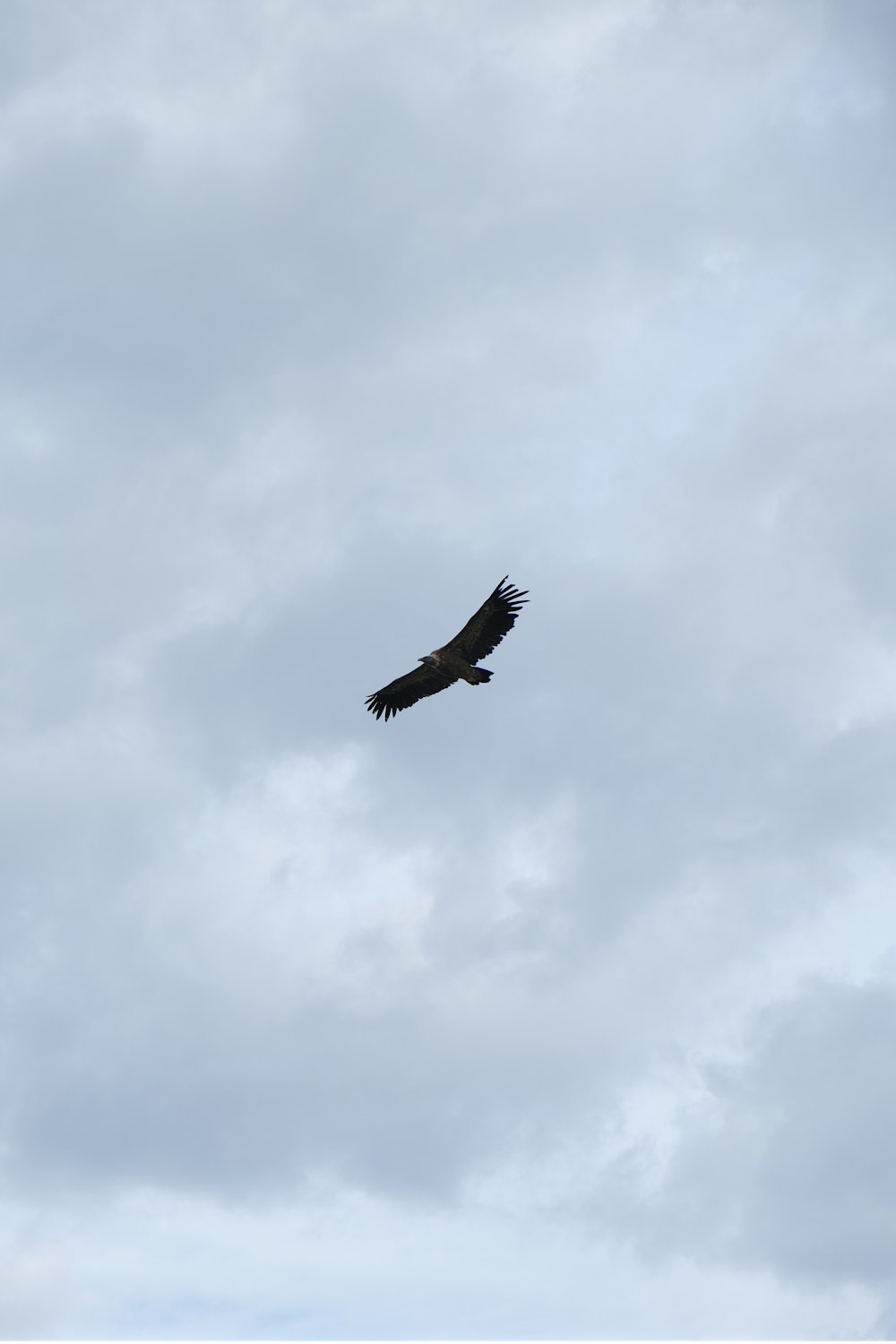 black bird flying under white clouds during daytime