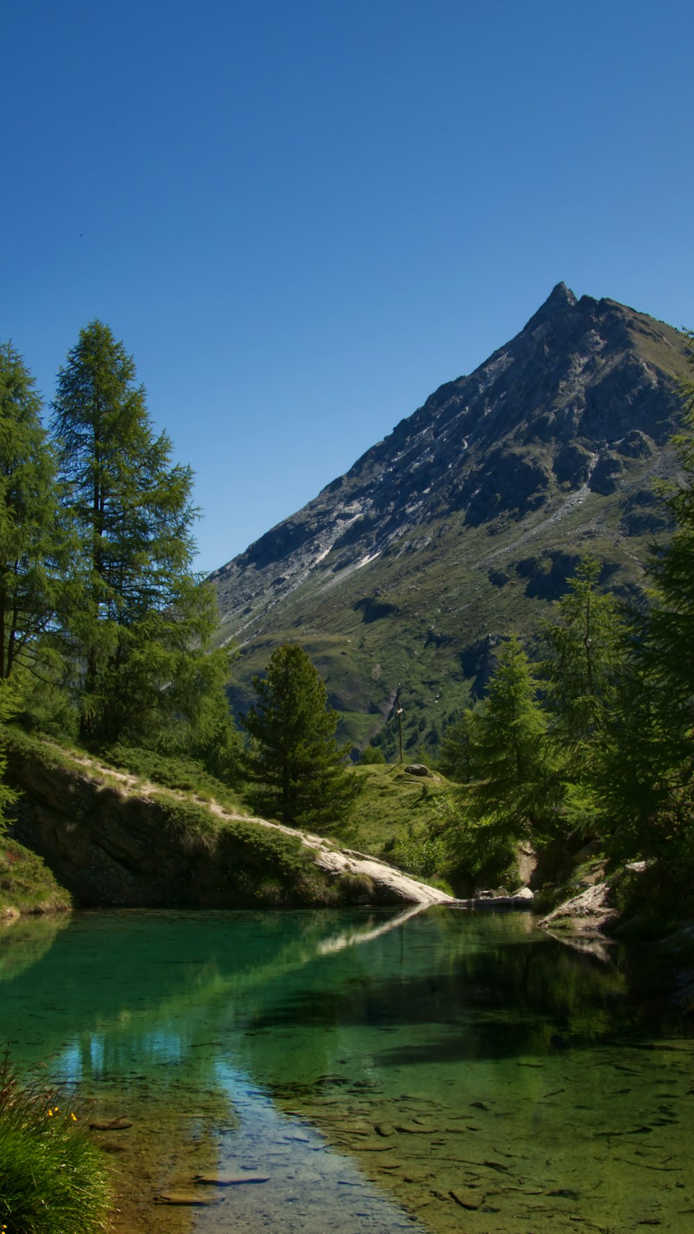 Alberi verdi vicino alla montagna durante il giorno