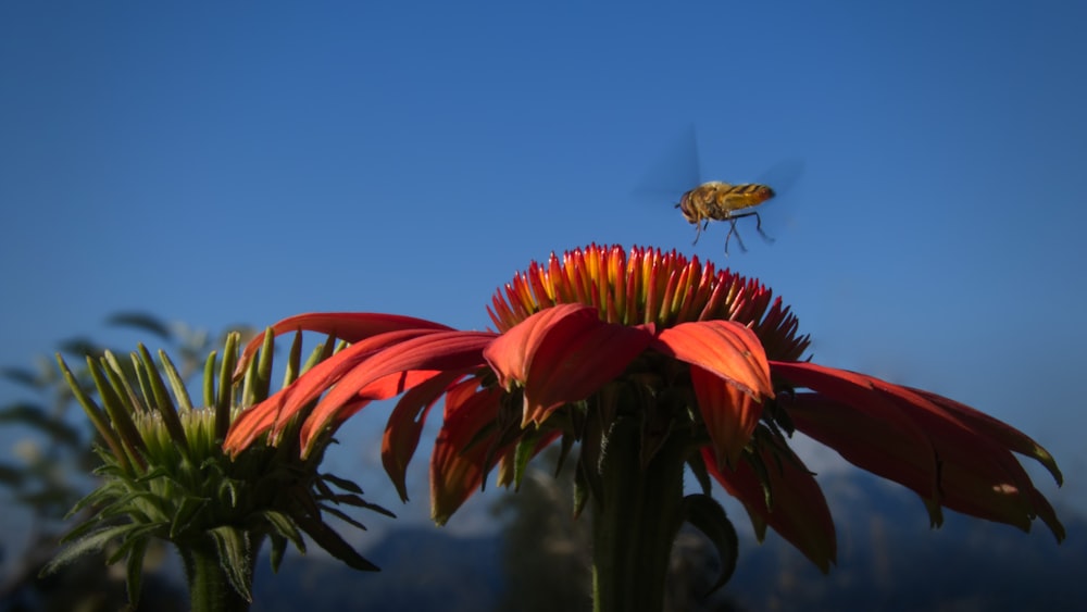 yellow and black bee on red flower