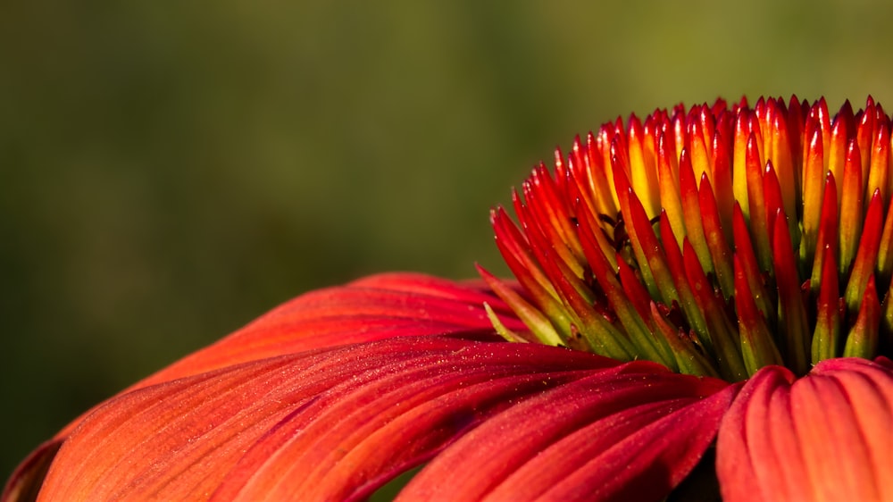 red and yellow flower in tilt shift lens