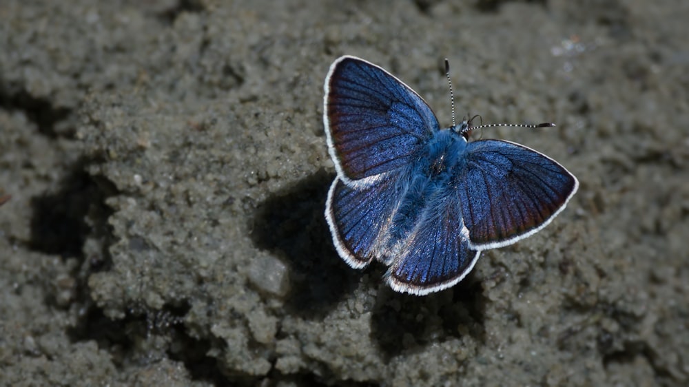 blue and black butterfly on gray sand