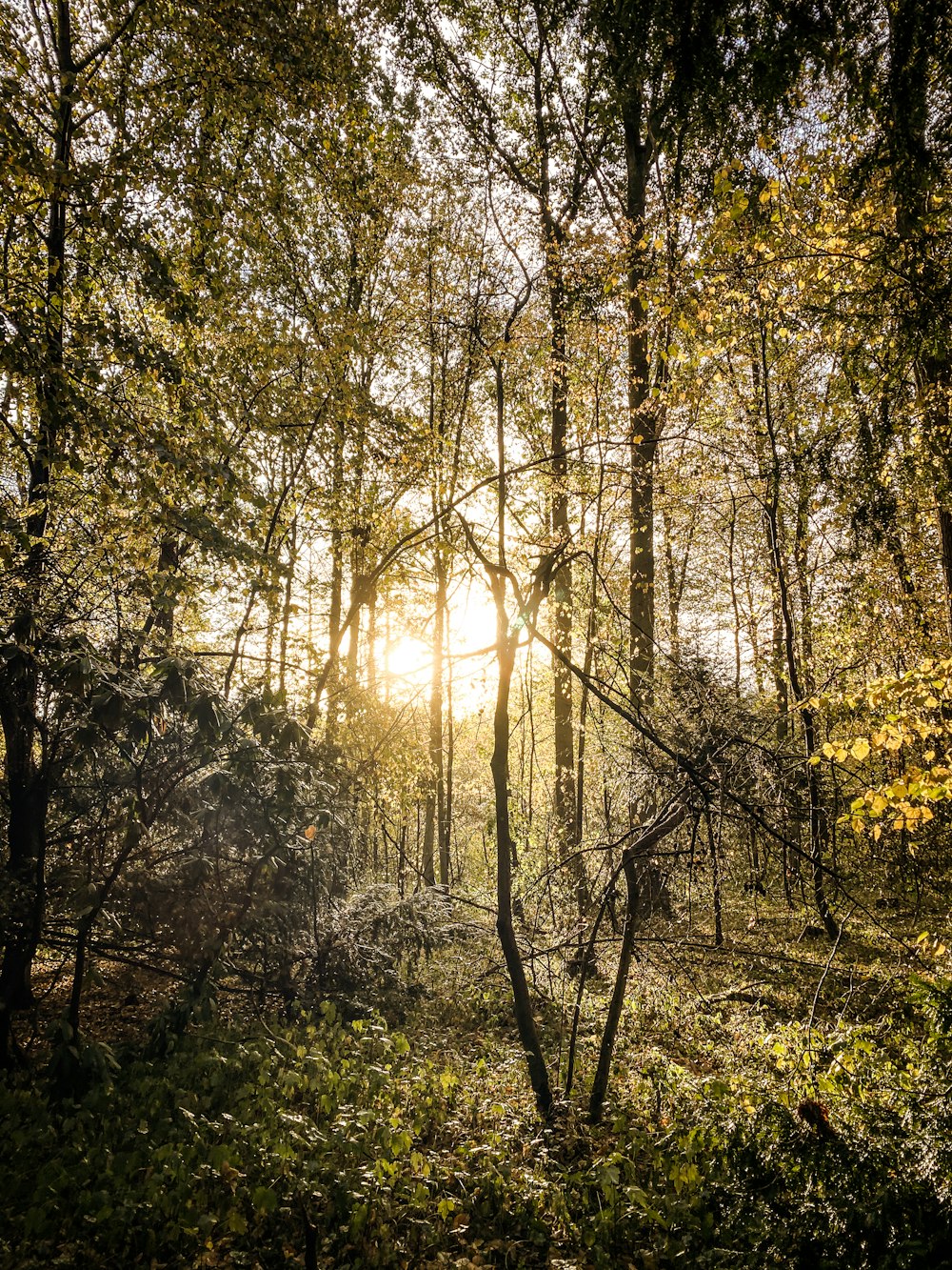 green trees and plants during daytime