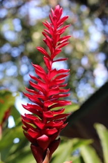 red flower in tilt shift lens
