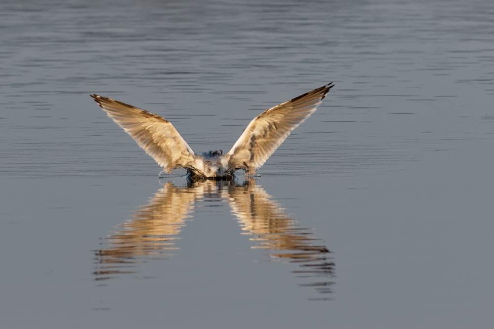 white and brown bird flying over the water