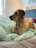 A cozy golden retriever curled up on a soft dog bed by a sunny window.
