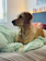 A cozy golden retriever curled up on a soft dog bed by a sunny window.