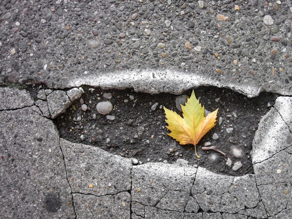 brown maple leaf on gray concrete brick floor