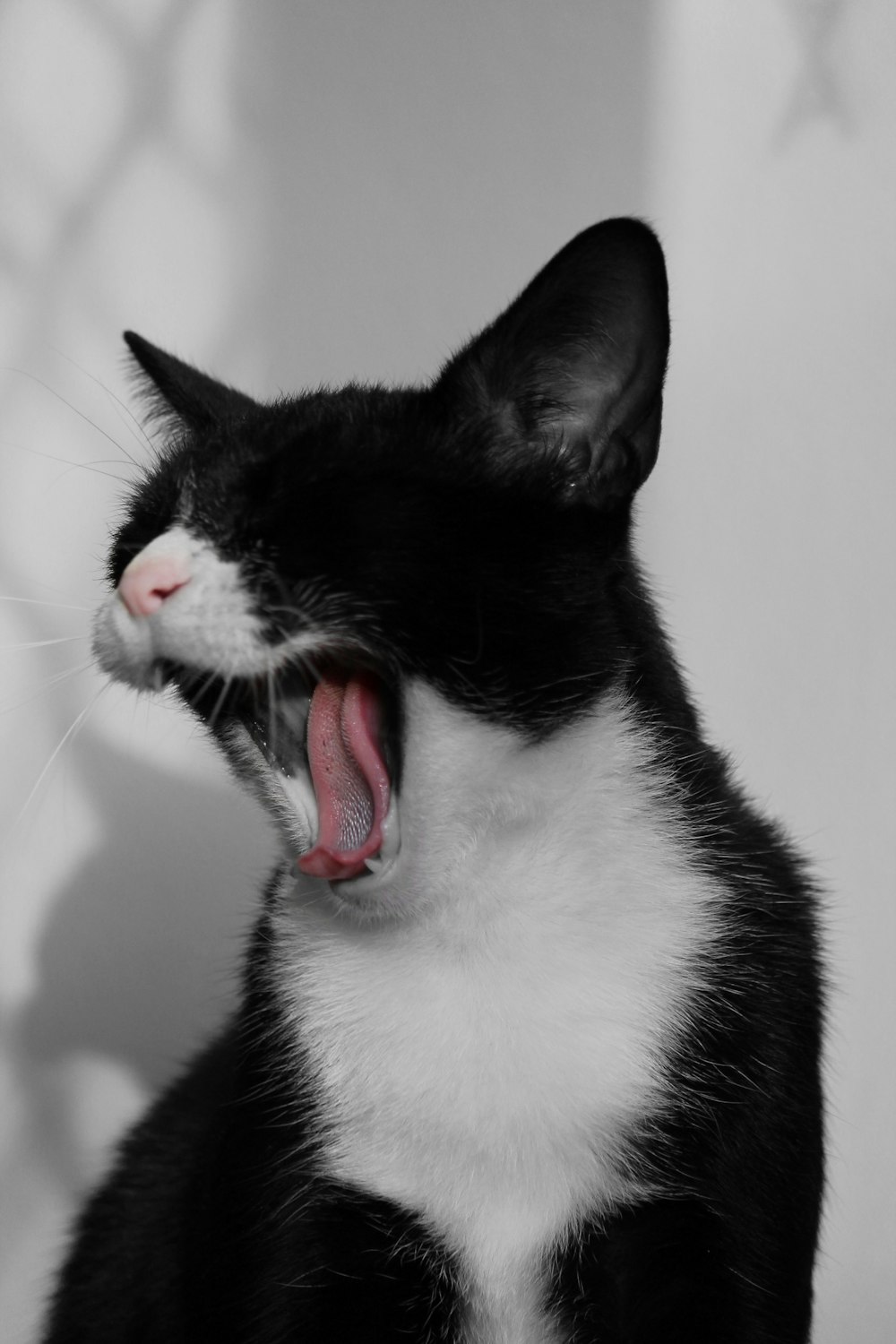 black and white cat with red tongue out