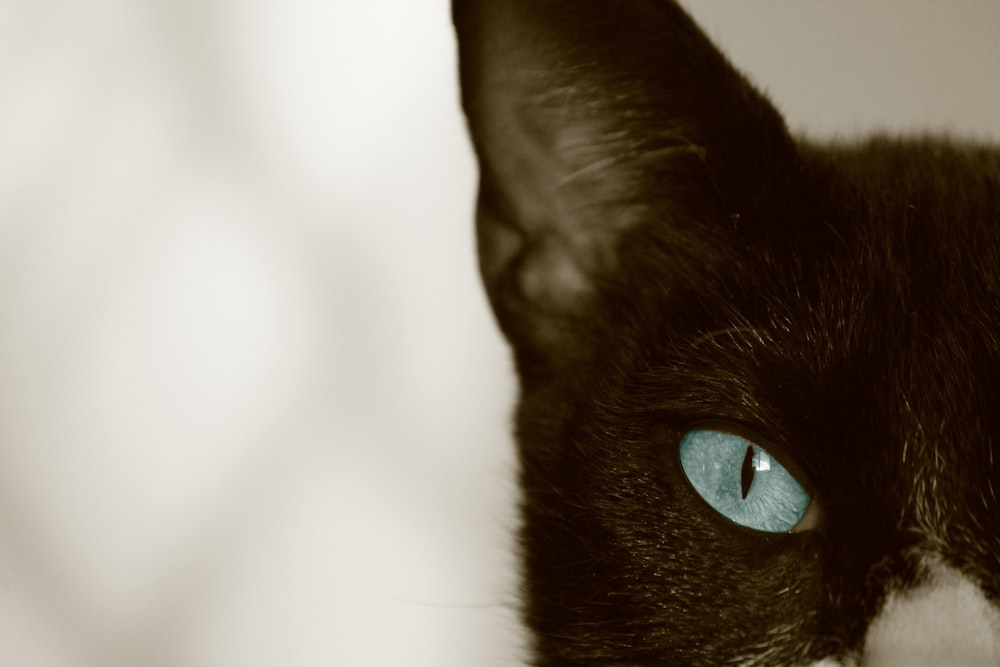 black cat with blue eyes